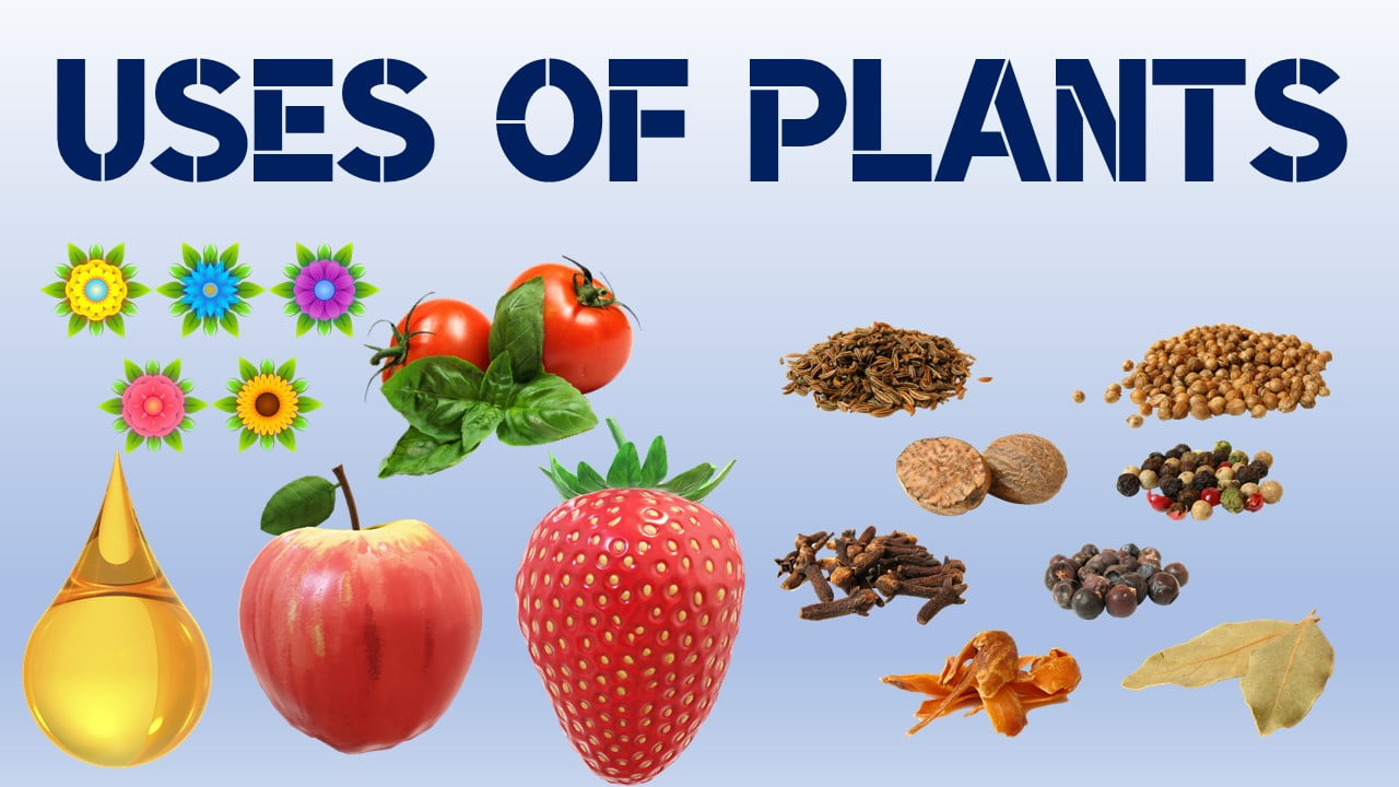 Uses Of Plants