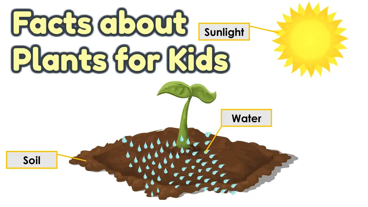 Facts about Plants for Kids - AAtoons Kids